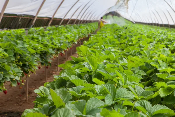 Cultivo em estufa — Fotografia de Stock