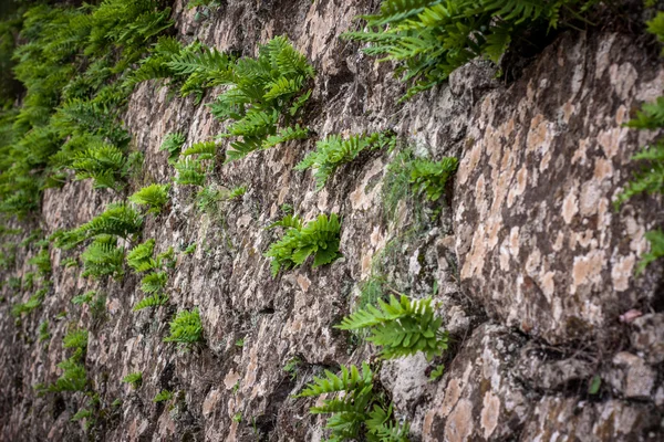 Fern leaves on wall — Stock Photo, Image