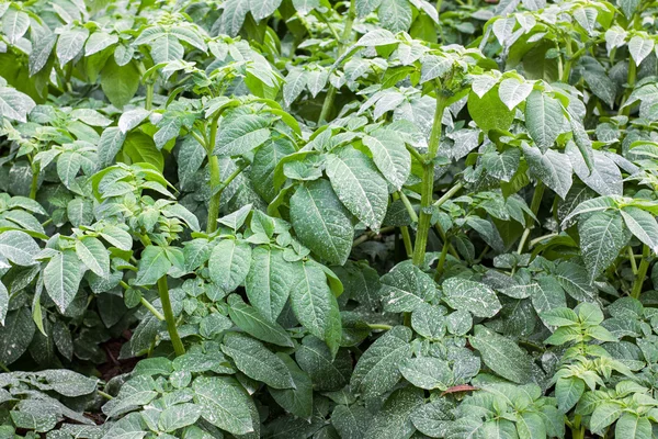 Green potato plant — Stock Photo, Image