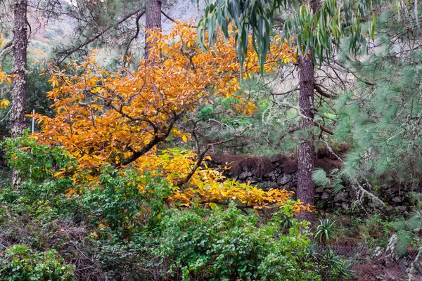 Cores de outono de floresta — Fotografia de Stock