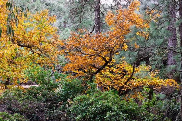 Őszi színek-erdő — Stock Fotó
