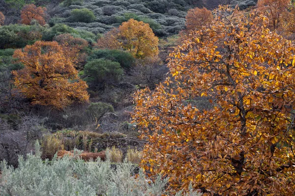 林の紅葉 — ストック写真