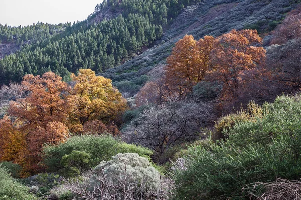 林の紅葉 — ストック写真