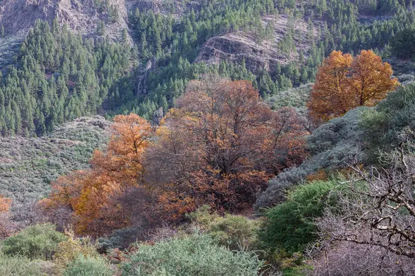 林の紅葉 — ストック写真