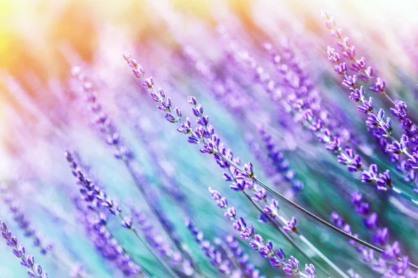 Lavender flower background — Stock Photo, Image