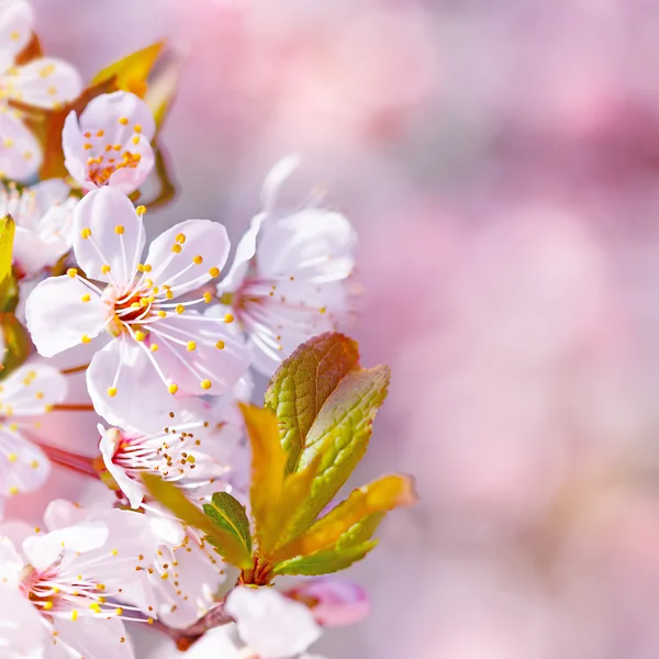 Vackra äppelträd blommar — Stockfoto
