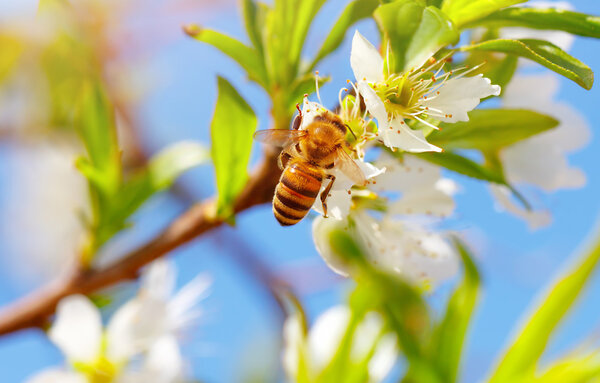 Little bee on blooming tree