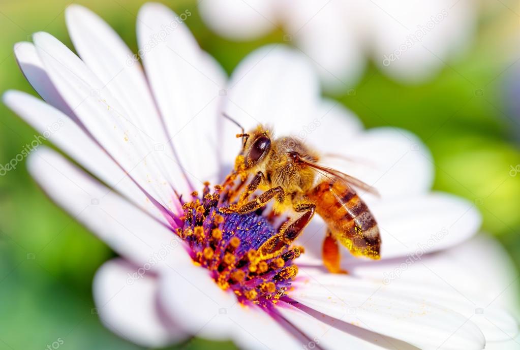 Beautiful bee on daisy