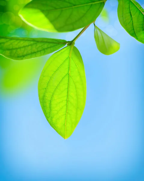 Taze yeşil yapraklar — Stok fotoğraf