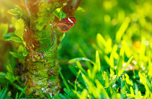 Красивая бабочка на природе — стоковое фото