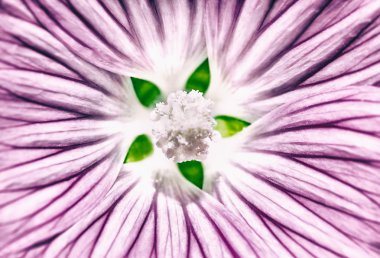 güzel mor çiçek arkaplanı