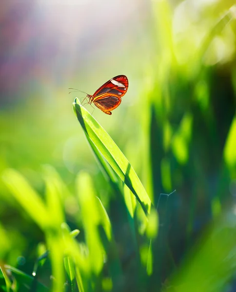 Prachtige vlinder op het veld — Stockfoto