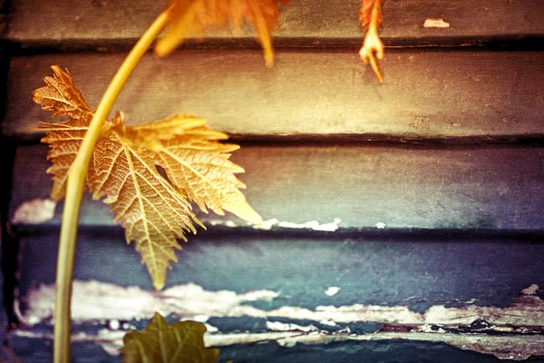 Folhas de uva sobre fundo vintage de madeira — Fotografia de Stock
