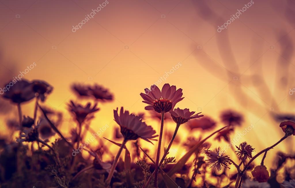 Daisy field on sunset Stock Photo by ©Anna_Om 104102188