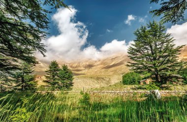 Lübnan Cedars