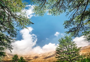 Lübnan Cedars