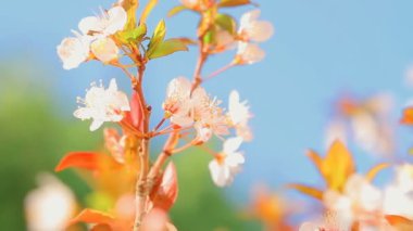 Güzel çiçek açan meyve ağacı. Dolu Hd Video