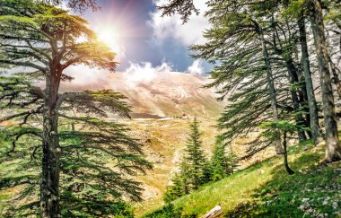 Lübnan Cedars