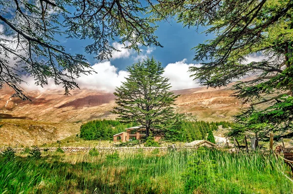 Ceders van Libanon — Stockfoto