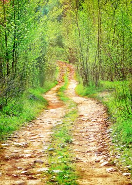 Gözlerden uzak yaprak döken orman yolu