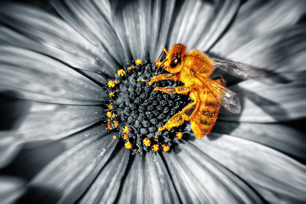 Cute little bee on a daisies flower