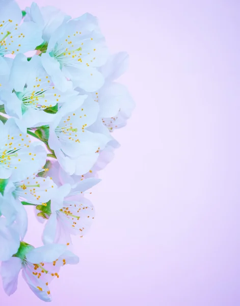 Belle bordure de fleurs en fleurs — Photo