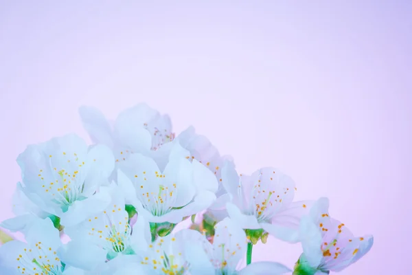 봄 꽃 — Stock Fotó