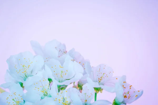 Blooming spring flowers — Stock Photo, Image