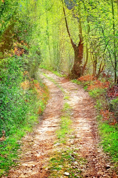 Walkway in secluded deciduous forest — Stock Photo, Image
