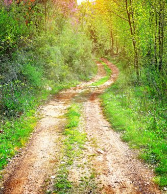 Geçit tenha yaprak döken orman