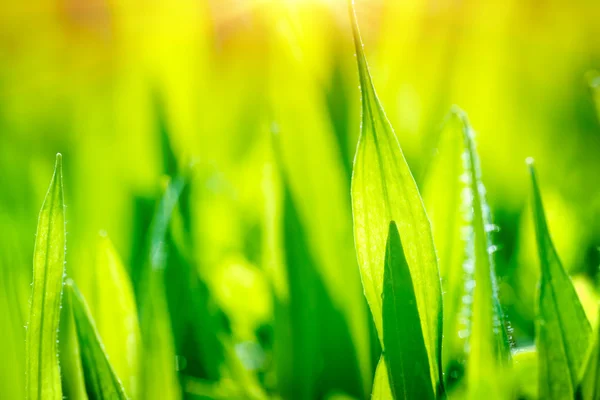 싱싱 한 푸른 잔디 배경 — 스톡 사진