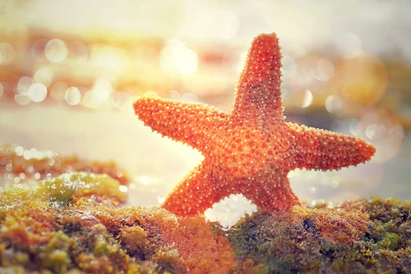 Güneş ışığında güzel deniz yıldızı — Stok fotoğraf