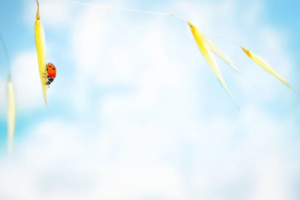 Little ladybug on the wheat — Stock Photo, Image