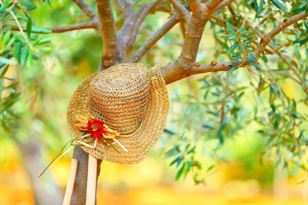 Womens hat on the tree — Stock Photo, Image