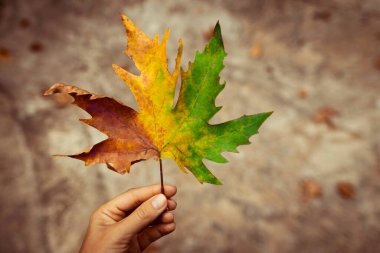 Çok renkli Maple Leaf in Hand of Girl. Tüm Mevsimler Bir Ağaç Yaprağında. Sonbaharın Muhteşem Güzelliği