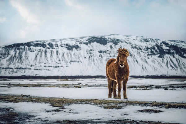 美しい雪の山の中に立っている茶色の馬 典型的なアイスランドの馬は長い毛皮と短い状態で繁殖します アイスランドの野生動物 — ストック写真