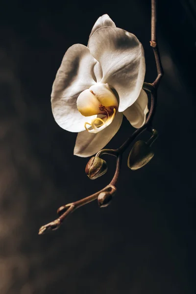 Zbliżenie Fotografia Białych Delikatnych Kwiaty Orchidei Nad Ciemnym Tło Najbardziej — Zdjęcie stockowe