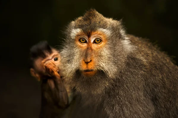 Aranyos Majmok Portréja Hosszú Farkú Majomanya Kölykével Szent Majom Erdei — Stock Fotó
