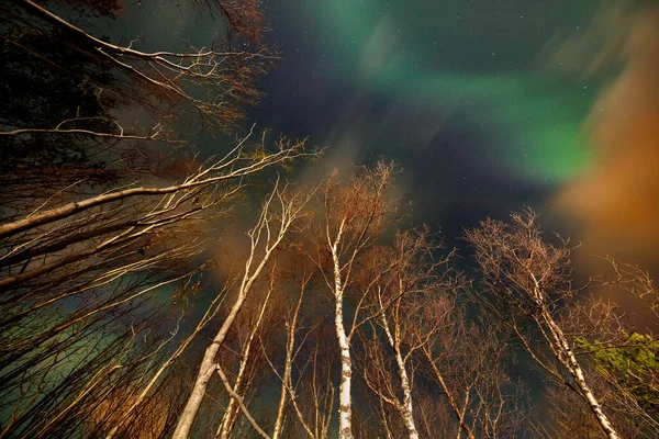 Небесний Пейзаж Північного Сяйва Над Високими Деревами Магічні Зелені Сяйва — стокове фото