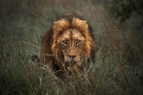 Portrait Large Handsome Lion Lurking Grass Tracking Its Prey Король — стокове фото