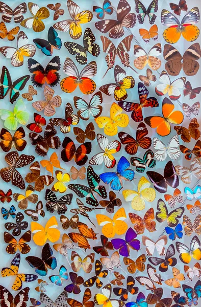 Increíble Belleza Diferentes Mariposas Aisladas Sobre Fondo Blanco Lepidopterología Entomología — Foto de Stock