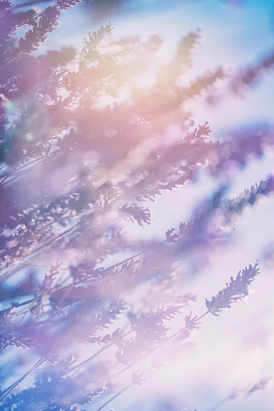 Lavendelbloemenveld — Stockfoto