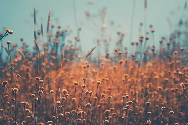 Dry Wildflowers Field — Stock fotografie