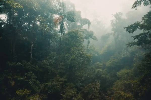 Kosta Rika 'nın Sisli Yağmur Ormanları — Stok fotoğraf