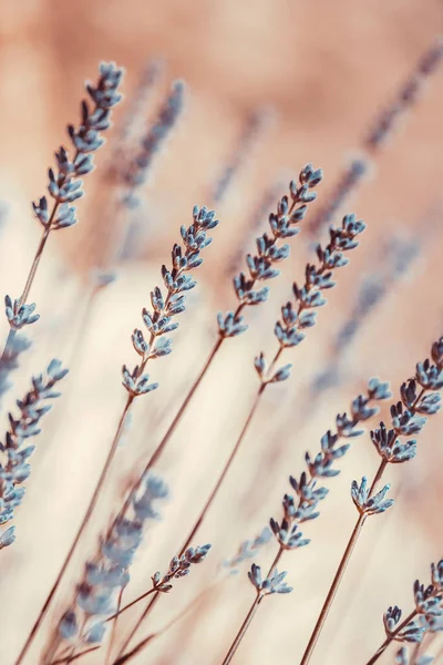 Lavendel blommor bakgrund — Stockfoto