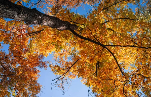 大きな秋の木 — ストック写真