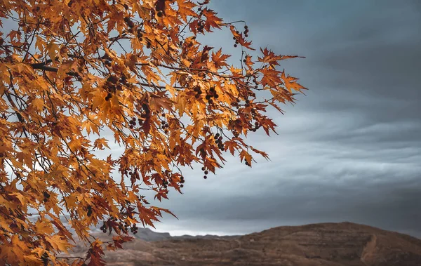 Beautiful Nature in Autumn — Stock Photo, Image