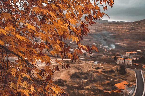 Grande albero autunnale con vista — Foto Stock