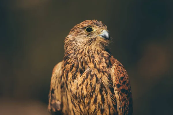 Schönes Adler-Porträt — Stockfoto