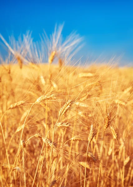 Campo de trigo paisaje — Foto de Stock